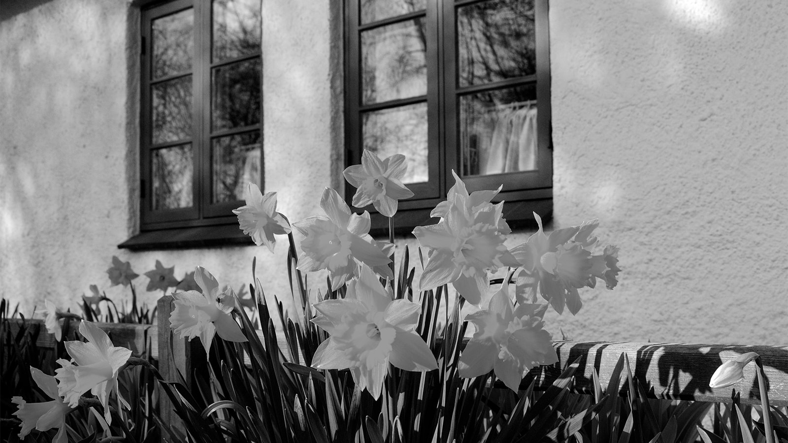Påskeliljer blomstrer foran et sommerhus