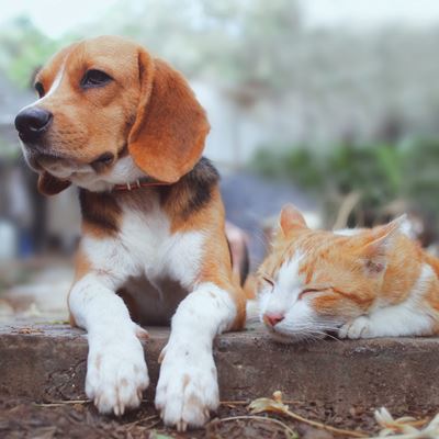 En hund og en kat ligger tæt sammen ude i naturen.