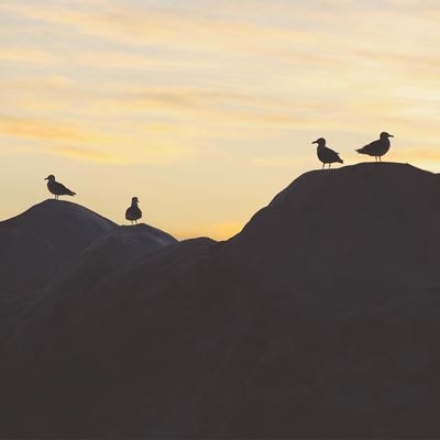 En flok fugle sidder i bakkerne på Færøerne
